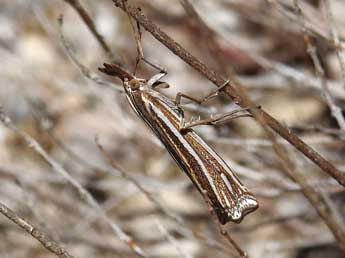 Ancylolomia palpella D. & S. adulte - Jean-Pierre Lamoline