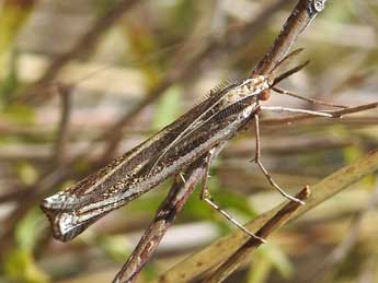 Ancylolomia palpella D. & S. adulte - ©Jean-Pierre Lamoline