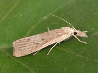 Calamotropha paludella Hb. adulte - Philippe Mothiron