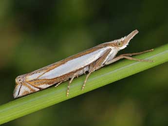 Crambus pascuella L. adulte - Lionel Taurand