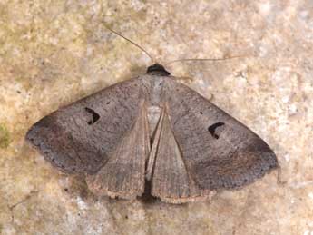 Lygephila pastinum Tr. adulte - Philippe Mothiron