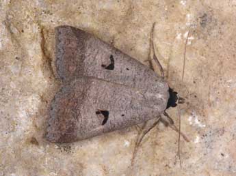 Lygephila pastinum Tr. adulte - Philippe Mothiron