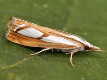 Catoptria permutatellus H.-S. adulte - ©Lionel Taurand