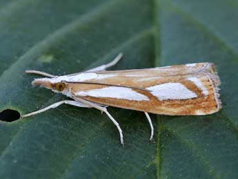 Catoptria permutatellus H.-S. adulte - ©Lionel Taurand