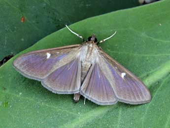 Cydalima perspectalis Wlk. adulte - ©Lionel Taurand