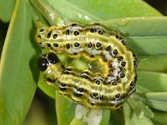  Chenille de Cydalima perspectalis Wlk. - ©Philippe Mothiron