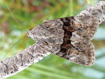 Bryophila petrea Gn. adulte - ©Friedmar Graf