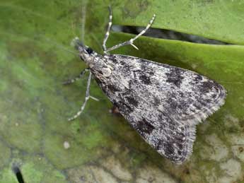 Eudonia petrophila Stdf. adulte - ©Helmut Deutsch