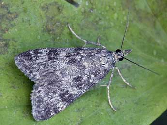 Eudonia petrophila Stdf. adulte - ©Helmut Deutsch