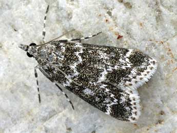 Eudonia phaeoleuca Z. adulte - Helmut Deutsch