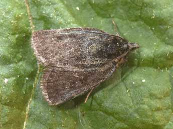 Metaxmeste phrygialis Hb. adulte - Philippe Mothiron