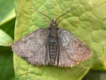 Metaxmeste phrygialis Hb. adulte - Philippe Mothiron