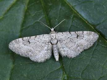 Eupithecia pimpinellata Hb. adulte - ©Lionel Taurand