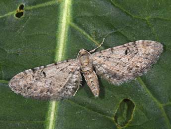 Eupithecia pimpinellata Hb. adulte - Philippe Mothiron