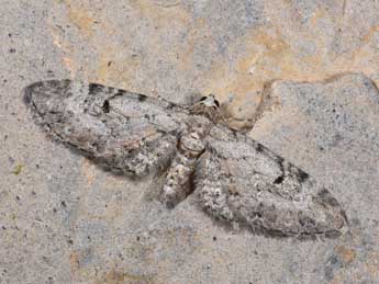 Eupithecia pimpinellata Hb. adulte - ©Philippe Mothiron