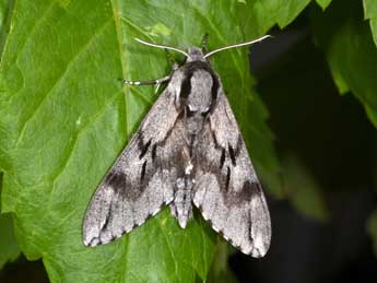 Hyloicus pinastri L. adulte - ©Philippe Mothiron