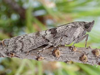 Dioryctria pineae Stgr adulte - ©Friedmar Graf