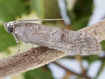 Dioryctria pineae Stgr adulte - ©Friedmar Graf