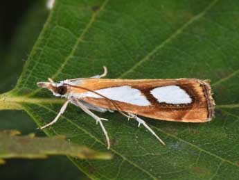 Catoptria pinella L. adulte - ©Philippe Mothiron