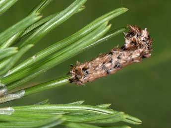  Oeuf de Thaumetopoea pinivora Tr. - ©Philippe Mothiron