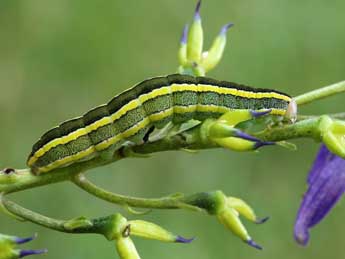  Chenille de Ceramica pisi L. - ©Lionel Taurand