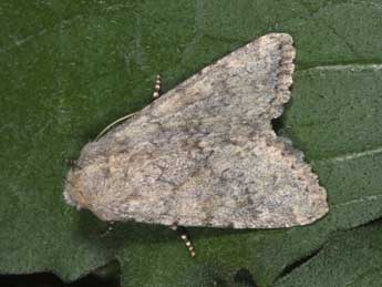 Apamea platinea Tr. adulte - Philippe Mothiron