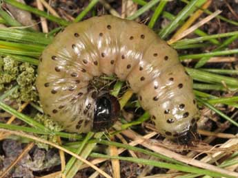  Chenille de Apamea platinea Tr. - Wolfgang Wagner, www.pyrgus.de