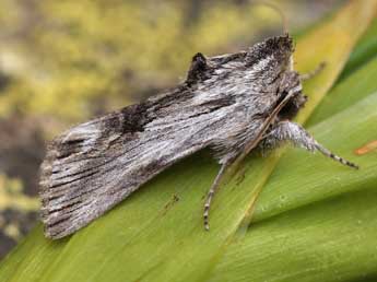 Calophasia platyptera Esp. adulte - ©Lionel Taurand