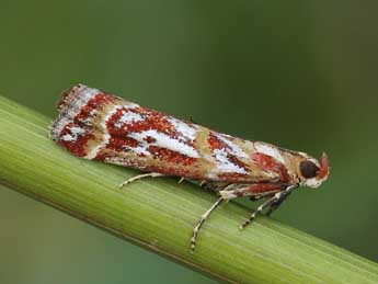 Acrobasis porphyrella Dup. adulte - ©Lionel Taurand