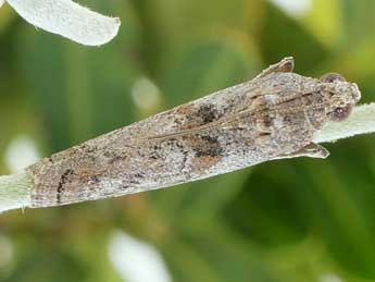 Phycita poteriella Z. adulte - ©Friedmar Graf