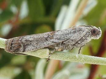 Phycita poteriella Z. adulte - Friedmar Graf