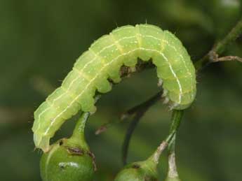  Chenille de Cucullia prenanthis Bsdv. - Philippe Mothiron