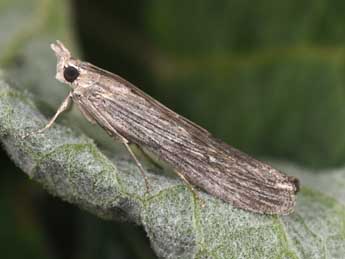 Epischnia prodromella Hb. adulte - Philippe Mothiron