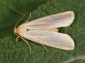 Manulea pseudocomplana Danl. adulte - ©Philippe Mothiron