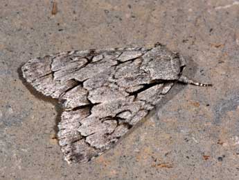 Acronicta psi L. adulte - ©Philippe Mothiron