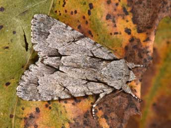 Acronicta psi L. adulte - Philippe Mothiron