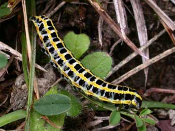  Chenille de Anarta pugnax Hb. - ©Emmanuelle Champion