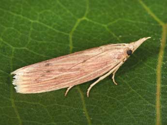 Ematheudes punctella Tr. adulte - Philippe Mothiron