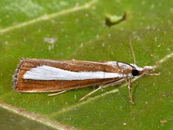 Catoptria pyramidellus Tr. adulte - Philippe Mothiron