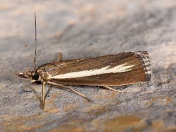 Catoptria radiella Hb. adulte - Philippe Mothiron