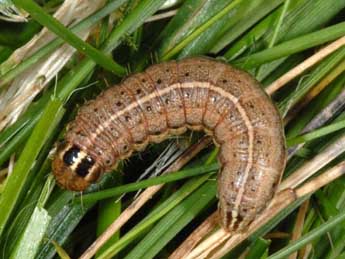  Chenille de Apamea remissa Hb. - Wolfgang Wagner, www.pyrgus.de