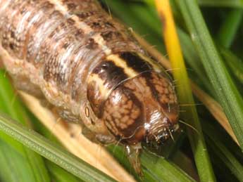  Chenille de Apamea remissa Hb. - Wolfgang Wagner, www.pyrgus.de