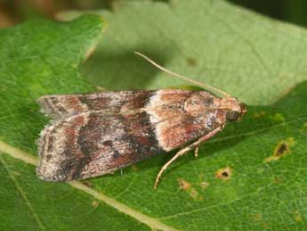 Acrobasis repandana F. adulte - ©Philippe Mothiron