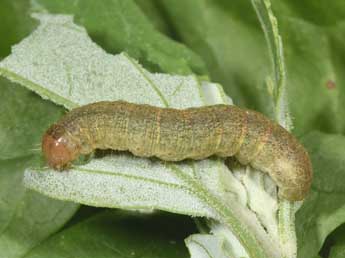  Chenille de Sideridis reticulata Gze - Philippe Mothiron