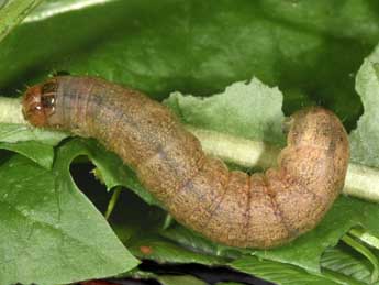  Chenille de Sideridis reticulata Gze - Philippe Mothiron