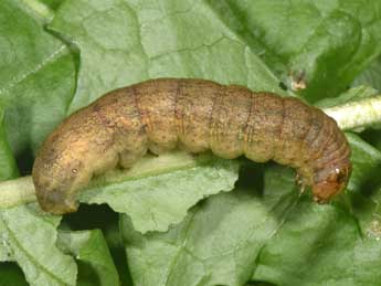  Chenille de Sideridis reticulata Gze - ©Philippe Mothiron