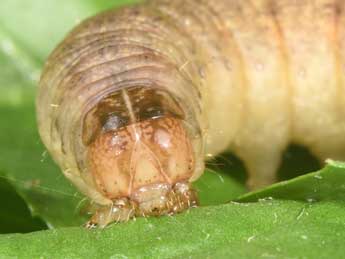  Chenille de Sideridis reticulata Gze - ©Philippe Mothiron