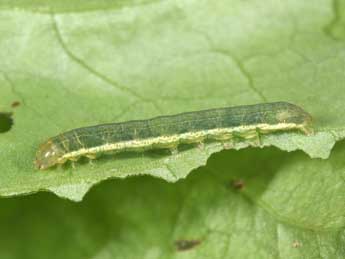  Chenille de Sideridis reticulata Gze - ©Philippe Mothiron