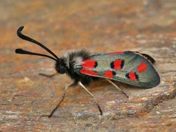 Zygaena rhadamanthus Esp. adulte - Lionel Taurand