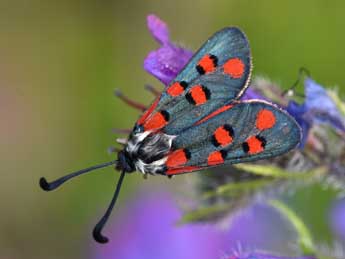 Zygaena rhadamanthus Esp. adulte - Philippe Mothiron